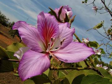 Fotografia da espécie Bauhinia variegata