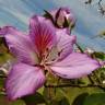 Fotografia 9 da espécie Bauhinia variegata do Jardim Botânico UTAD