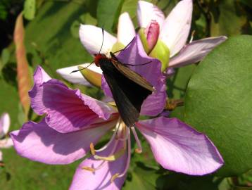 Fotografia da espécie Bauhinia variegata