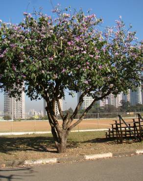 Fotografia 11 da espécie Bauhinia variegata no Jardim Botânico UTAD