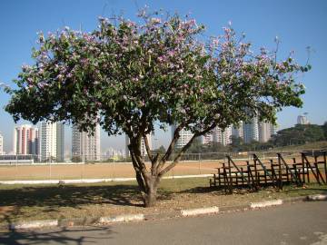 Fotografia da espécie Bauhinia variegata