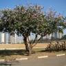 Fotografia 11 da espécie Bauhinia variegata do Jardim Botânico UTAD