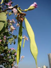 Fotografia da espécie Bauhinia variegata
