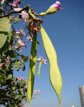 Fotografia 12 da espécie Bauhinia variegata no Jardim Botânico UTAD