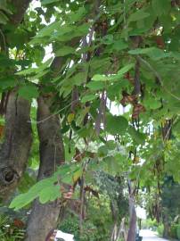 Fotografia da espécie Bauhinia variegata