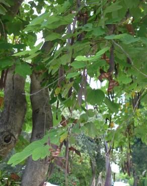Fotografia 13 da espécie Bauhinia variegata no Jardim Botânico UTAD