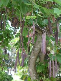 Fotografia da espécie Bauhinia variegata