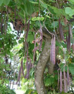 Fotografia 14 da espécie Bauhinia variegata no Jardim Botânico UTAD