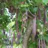 Fotografia 14 da espécie Bauhinia variegata do Jardim Botânico UTAD