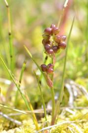 Fotografia da espécie Scheuchzeria palustris