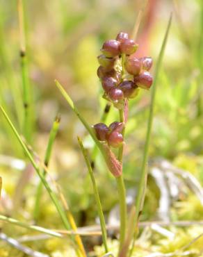 Fotografia 1 da espécie Scheuchzeria palustris no Jardim Botânico UTAD