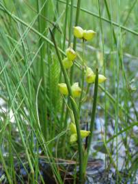 Fotografia da espécie Scheuchzeria palustris