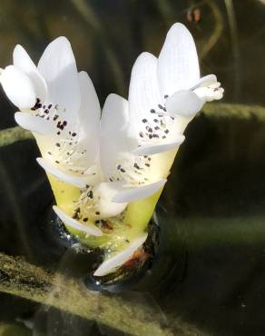 Fotografia 1 da espécie Aponogeton distachyos no Jardim Botânico UTAD