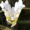 Fotografia 1 da espécie Aponogeton distachyos do Jardim Botânico UTAD