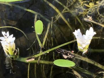 Fotografia da espécie Aponogeton distachyos