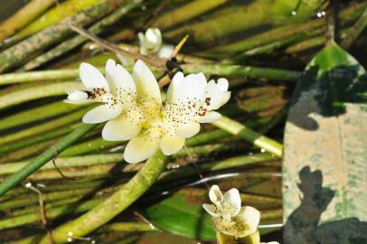 Fotografia da espécie Aponogeton distachyos