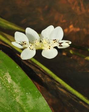 Fotografia 5 da espécie Aponogeton distachyos no Jardim Botânico UTAD