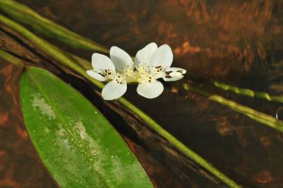 Fotografia da espécie Aponogeton distachyos