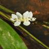 Fotografia 5 da espécie Aponogeton distachyos do Jardim Botânico UTAD