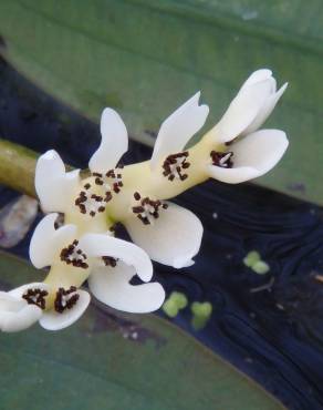 Fotografia 7 da espécie Aponogeton distachyos no Jardim Botânico UTAD