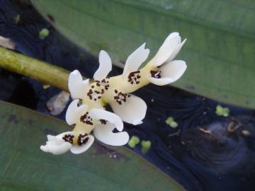 Fotografia da espécie Aponogeton distachyos