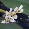 Fotografia 7 da espécie Aponogeton distachyos do Jardim Botânico UTAD