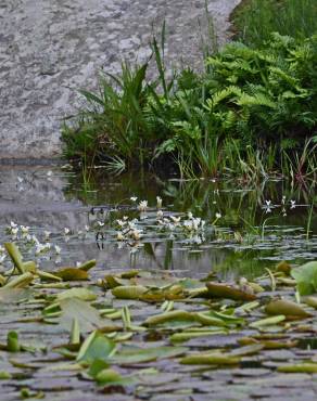 Fotografia 8 da espécie Aponogeton distachyos no Jardim Botânico UTAD