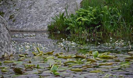 Fotografia da espécie Aponogeton distachyos
