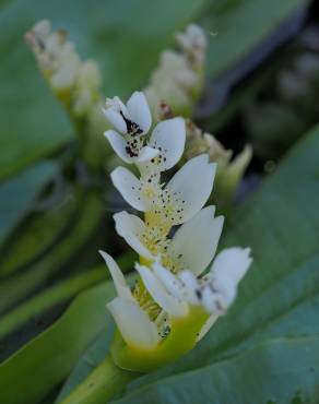 Fotografia 9 da espécie Aponogeton distachyos no Jardim Botânico UTAD