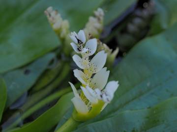 Fotografia da espécie Aponogeton distachyos