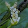 Fotografia 9 da espécie Aponogeton distachyos do Jardim Botânico UTAD