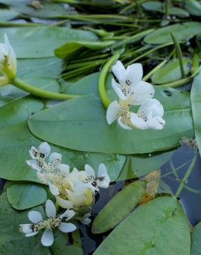 Fotografia 10 da espécie Aponogeton distachyos no Jardim Botânico UTAD