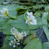 Fotografia 10 da espécie Aponogeton distachyos do Jardim Botânico UTAD