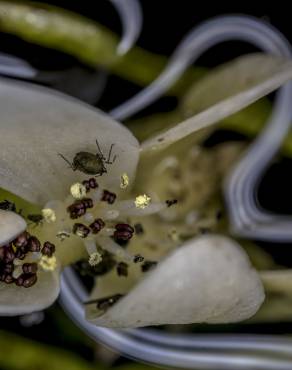 Fotografia 11 da espécie Aponogeton distachyos no Jardim Botânico UTAD