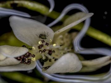 Fotografia da espécie Aponogeton distachyos