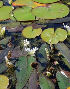 Fotografia 12 da espécie Aponogeton distachyos no Jardim Botânico UTAD