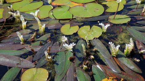 Fotografia da espécie Aponogeton distachyos