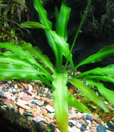 Fotografia de capa Aponogeton undulatus - do Jardim Botânico