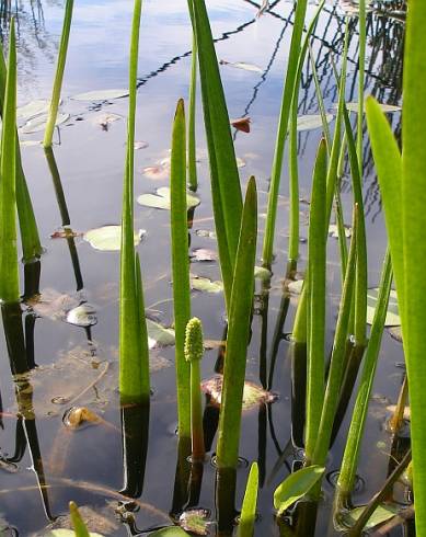 Fotografia de capa Maundia triglochinoides - do Jardim Botânico