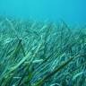 Fotografia 1 da espécie Posidonia oceanica do Jardim Botânico UTAD