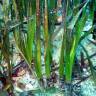 Fotografia 3 da espécie Posidonia oceanica do Jardim Botânico UTAD
