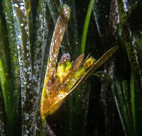 Fotografia da espécie Posidonia oceanica
