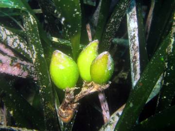 Fotografia da espécie Posidonia oceanica