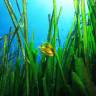 Fotografia 6 da espécie Posidonia oceanica do Jardim Botânico UTAD