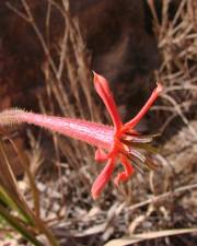 Fotografia da espécie Barbacenia umbrosa