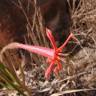 Fotografia 1 da espécie Barbacenia umbrosa do Jardim Botânico UTAD