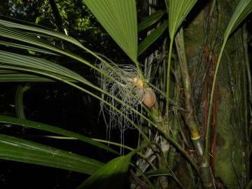 Fotografia da espécie Evodianthus funifer