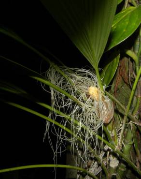 Fotografia 3 da espécie Evodianthus funifer no Jardim Botânico UTAD