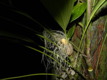 Fotografia da espécie Evodianthus funifer