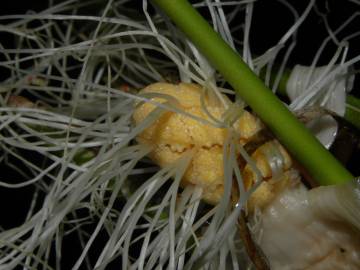 Fotografia da espécie Evodianthus funifer